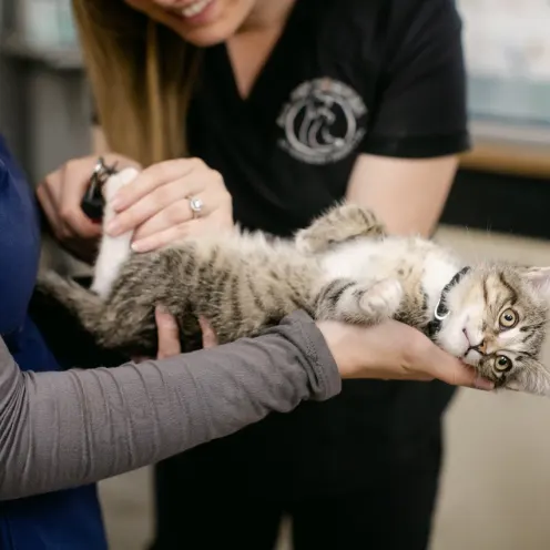 Tabby cat receiving nail trip at All Pet Complex Veterinary Hospital